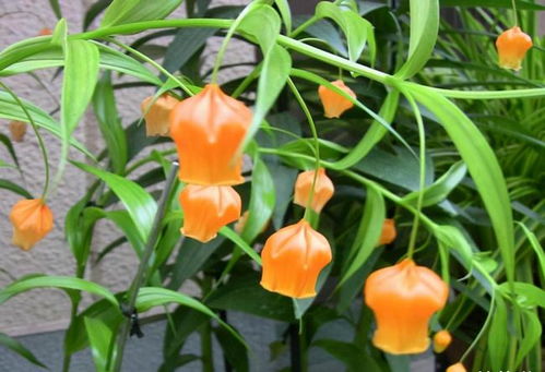 养花久了才发现,越是漂亮的花卉,实际越难养